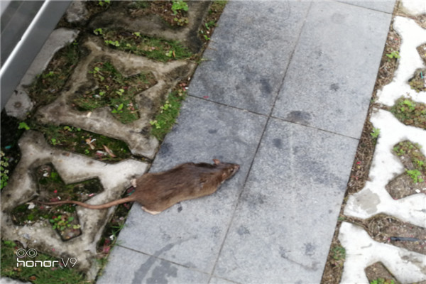 老鼠繁殖能力和生活習性,惠州滅鼠公司,惠州老鼠防治